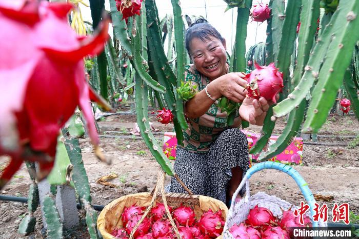 Shandong inicia pico da colheita de pitaya