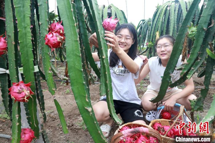 Shandong inicia pico da colheita de pitaya