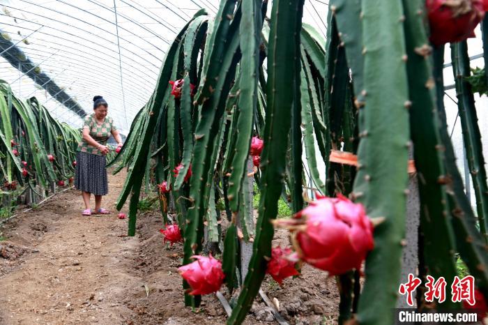 Shandong inicia pico da colheita de pitaya