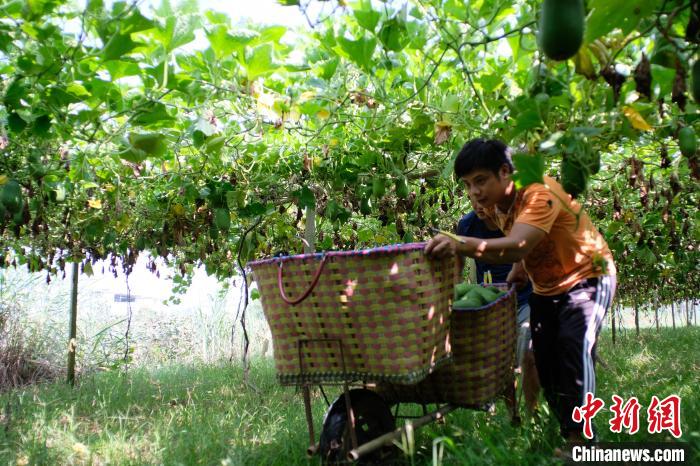 Guangxi inicia temporada de colheita de pequena cabaça de cera 