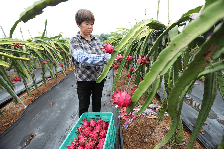 Fujian inicia temporada de colheita de pitaya 