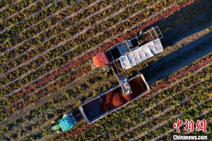 Xinjiang inicia pico da colheita de tomate