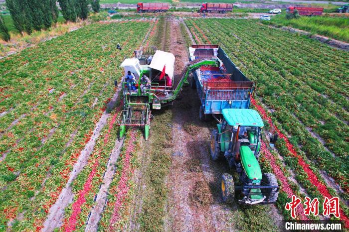 Xinjiang inicia pico da colheita de tomate