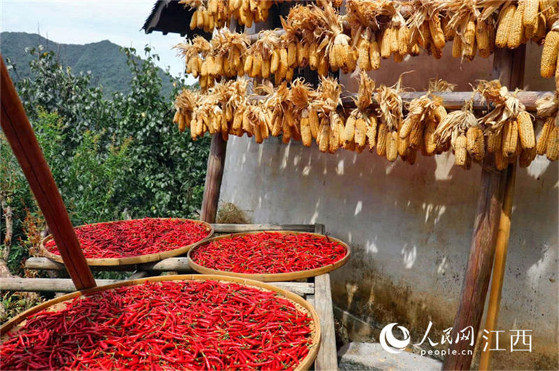 Jiangxi: moradores em Wuyuan secam cereais colhidos