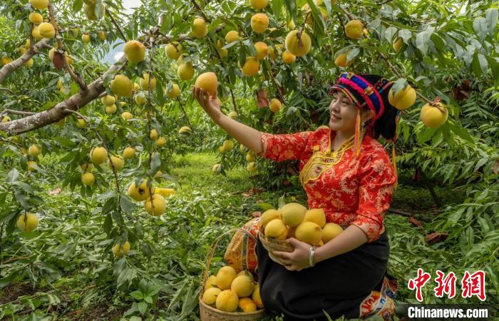 Sichuan inicia temporada de colheita de pêssego amarelo