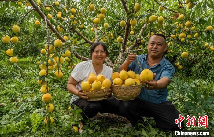 Sichuan inicia temporada de colheita de pêssego amarelo