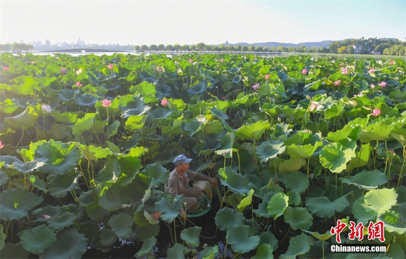 Hangzhou: sementes de lótus no lago Oeste são vendidos para caridade