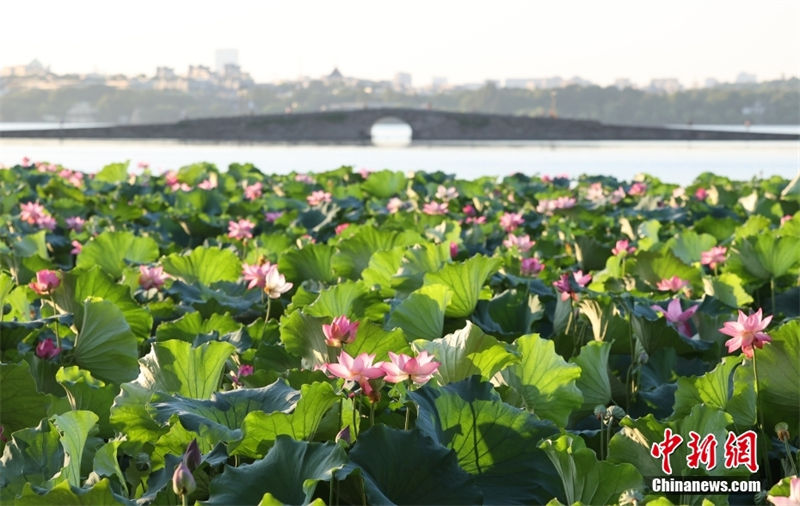 Hangzhou: sementes de lótus no lago Oeste são vendidos para caridade