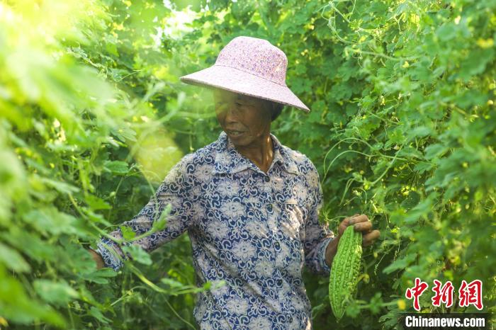 Galeria: milhares de base vegetal de estufa no leste da China