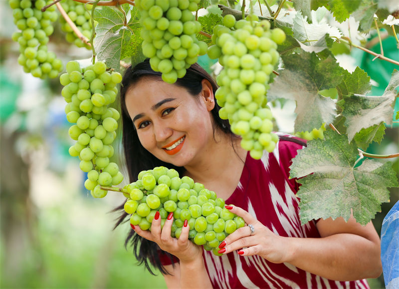 Xinjiang inicia temporada de colheita de uvas