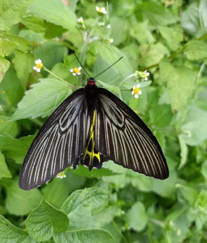 “A borboleta mais bonita do mundo” foi descoberta em Shennongjia, Hubei, centro da China