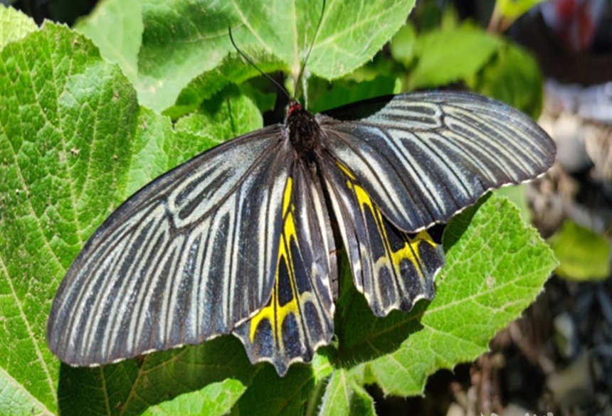 “A borboleta mais bonita do mundo” foi descoberta em Shennongjia, Hubei, centro da China