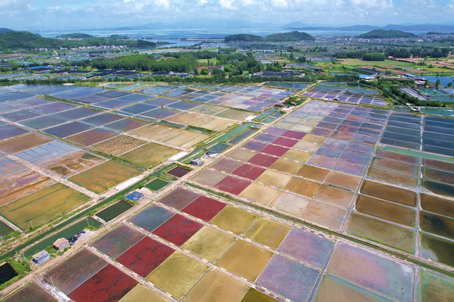 China: campos de sal de Xigang são semelhantes à paletas de pintura