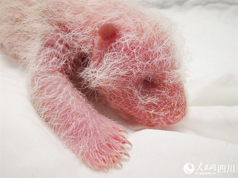 Mais pesada filhote de panda gigante cativo do mundo tem 270,4 gramas