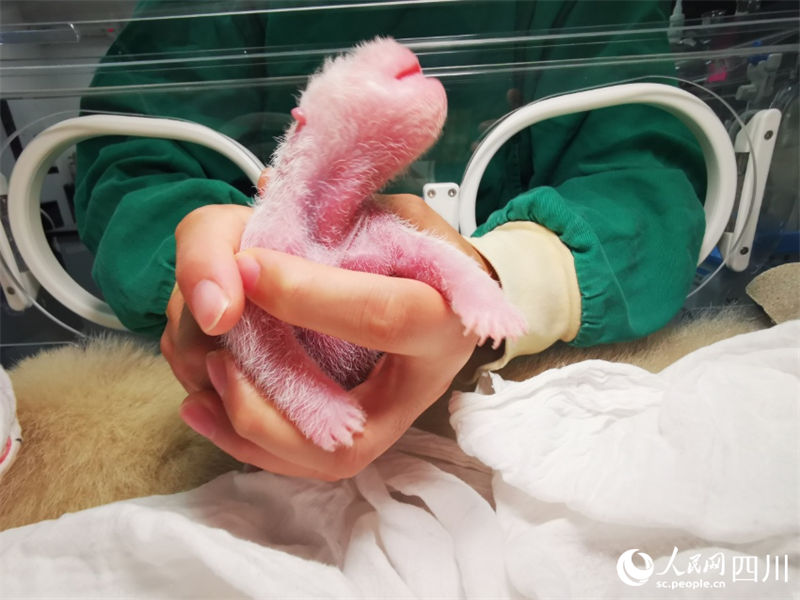 Mais pesada filhote de panda gigante cativo do mundo tem 270,4 gramas