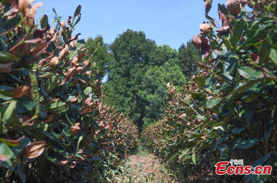 Hangzhou: altas temperaturas secam folhas de chá em plantações