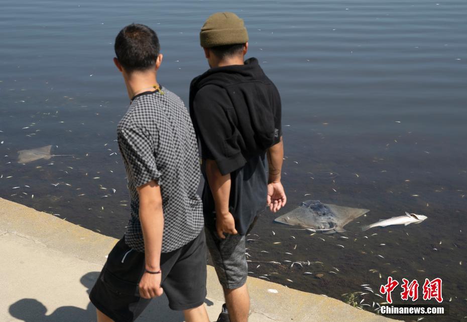 EUA: incontáveis peixes mortos surgem em várias áreas da Baía de São Francisco