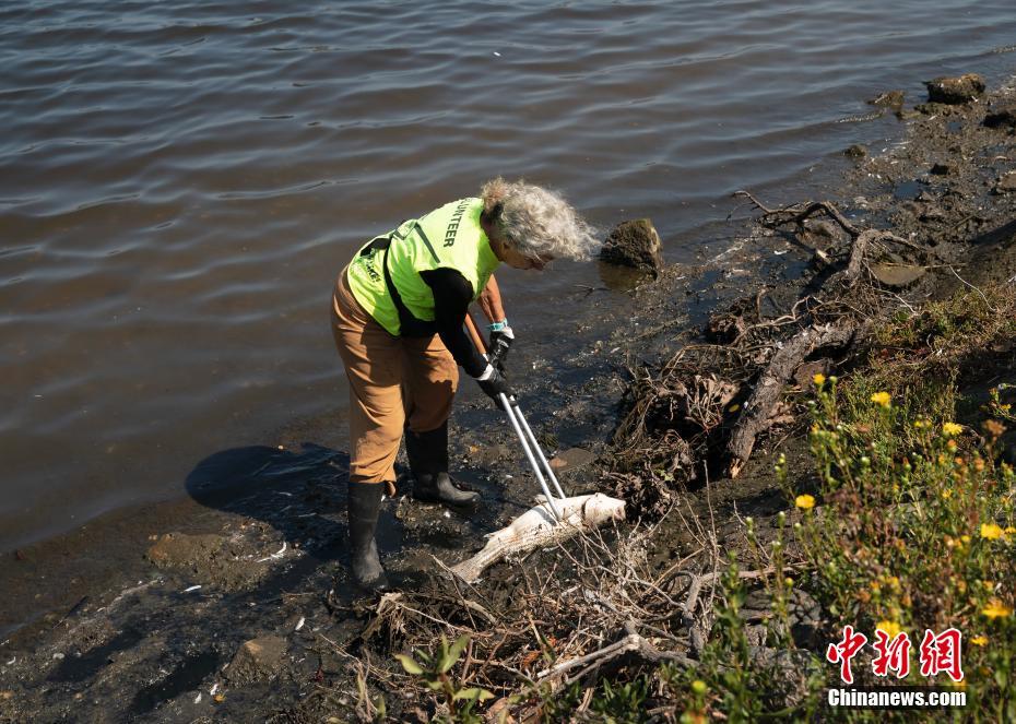 EUA: incontáveis peixes mortos surgem em várias áreas da Baía de São Francisco