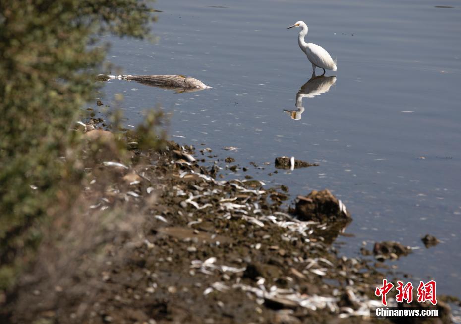 EUA: incontáveis peixes mortos surgem em várias áreas da Baía de São Francisco