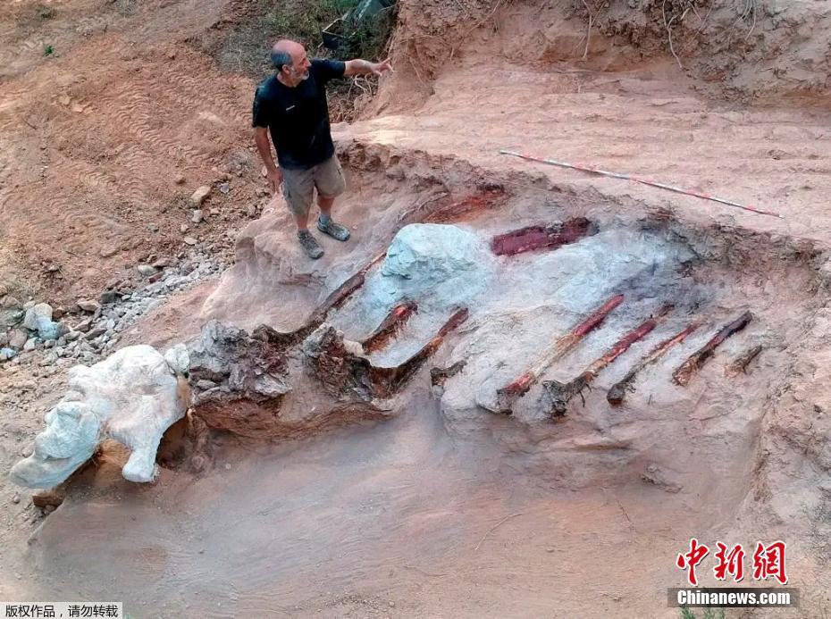 Fósseis de dinossauros gigantes são encontrados em Portugal