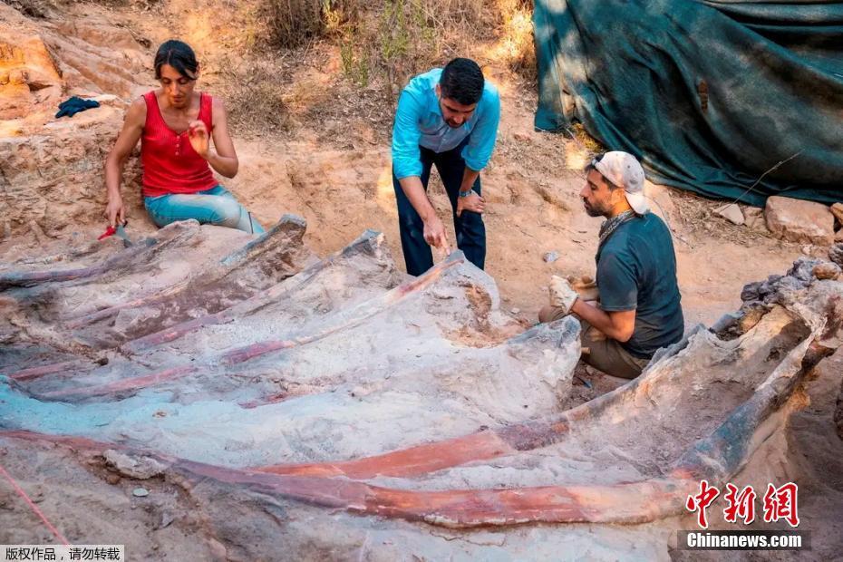 Fósseis de dinossauros gigantes são encontrados em Portugal