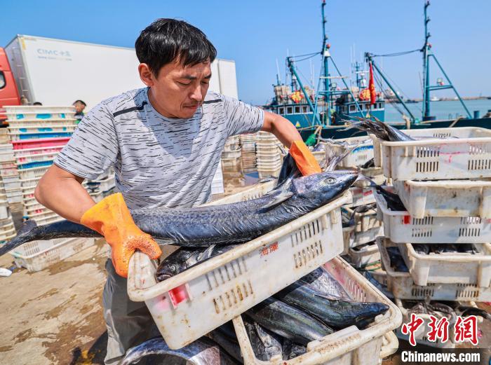 Shandong recebe boa colheita de peixes durante temporada de pesca