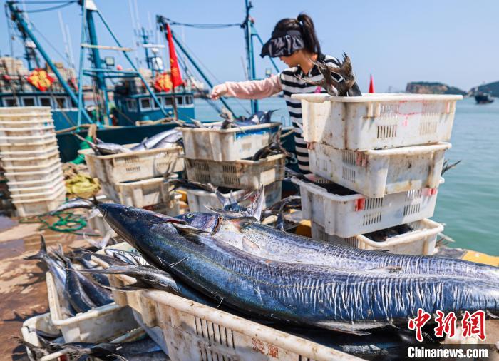 Shandong recebe boa colheita de peixes durante temporada de pesca