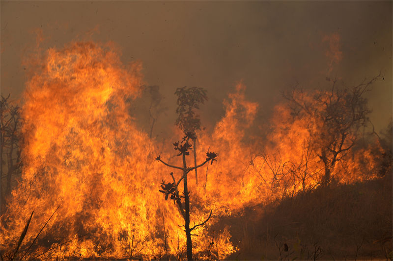 Brasil: incêndio atinge Parque Nacional de Brasília