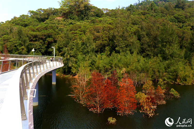 Xiamen: corredor circular da montanha Oriental se veste “trajes de outono”