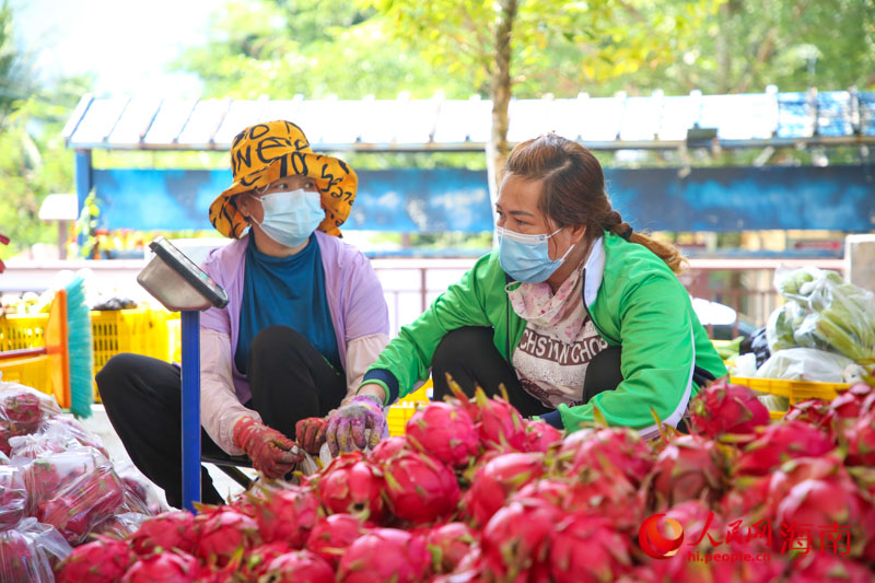 Sanya inicia temporada de colheita de pitaya