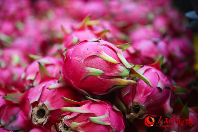 Sanya inicia temporada de colheita de pitaya