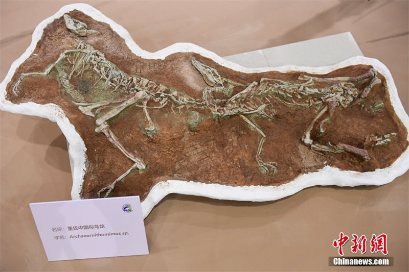 Exposição de dinossauros cretáceos é realizada no Museu de História Natural de Beijing