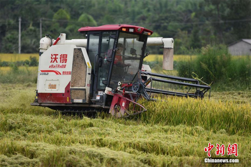 Sichuan: 3.3 mil mu de campos recebem estação de colheita