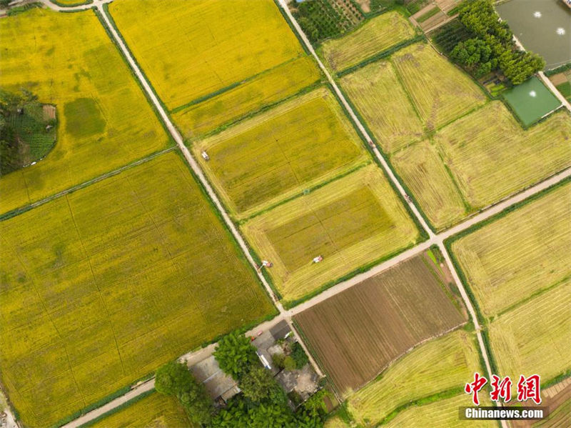 Sichuan: 3.3 mil mu de campos recebem estação de colheita
