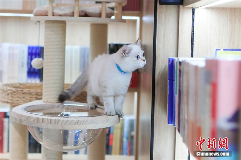 Primeira Livraria Xinhua com tema de animais de estimação é inaugurada em Beijing