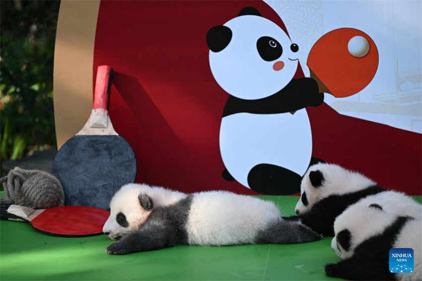 Filhotes de panda fazem aparição pública na base de reprodução no sudoeste da China