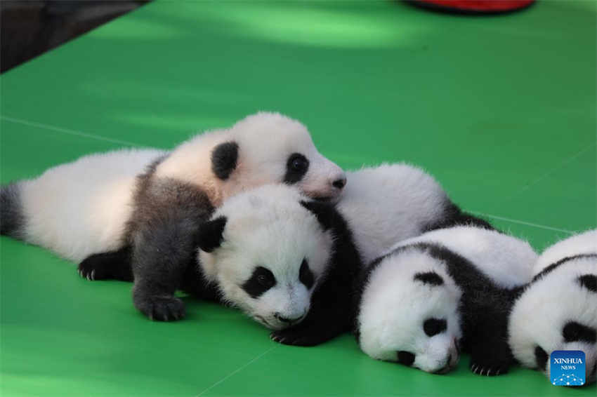 Filhotes de panda fazem aparição pública na base de reprodução no sudoeste da China