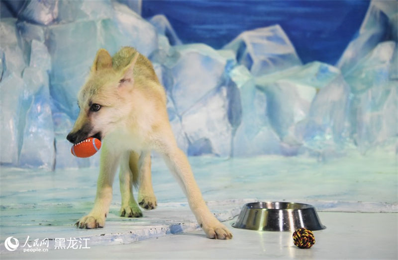 Primeiro “lobo ártico clonado” do mundo aparece no Parque Polar em Harbin