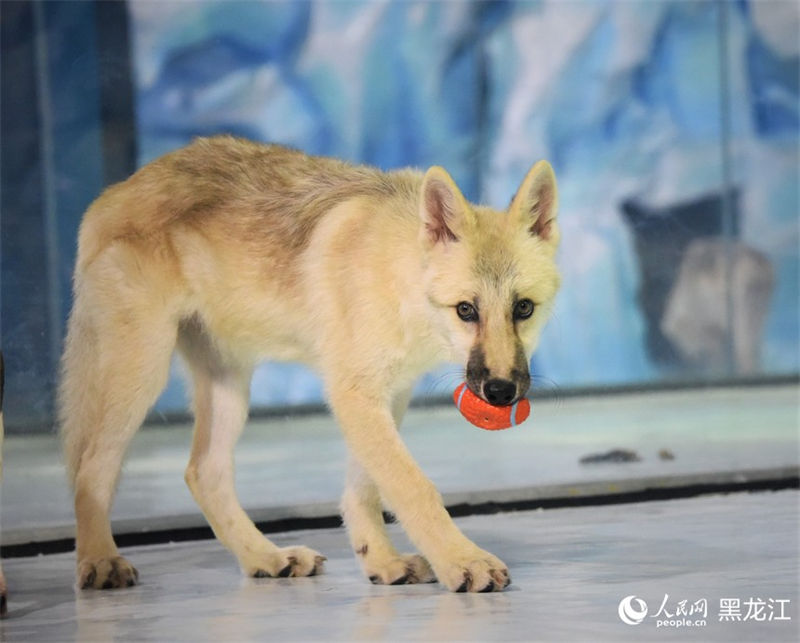Primeiro “lobo ártico clonado” do mundo aparece no Parque Polar em Harbin