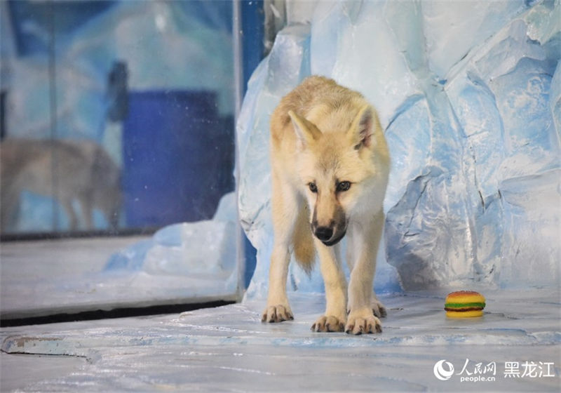 Primeiro “lobo ártico clonado” do mundo aparece no Parque Polar em Harbin