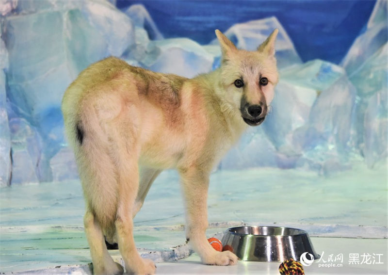 Primeiro “lobo ártico clonado” do mundo aparece no Parque Polar em Harbin