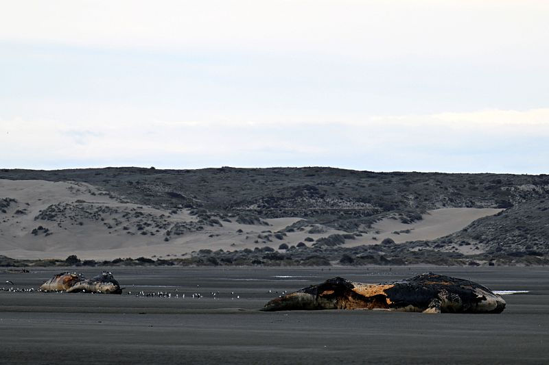 Argentina: múltiplas baleias francas encalhadas em praia de Chubut