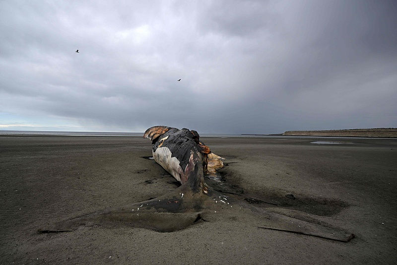 Argentina: múltiplas baleias francas encalhadas em praia de Chubut