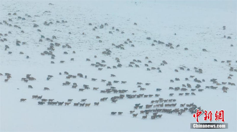 Galeria: paisagem de neve do outono no prado de Kalajun em Xinjiang