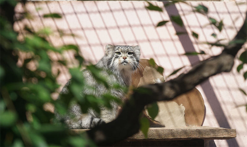 China: único gato de pallas masculino em cativeiro morre de asfixia 