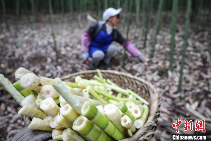 Guizhou inicia temporada de colheita de rebentos de bambu