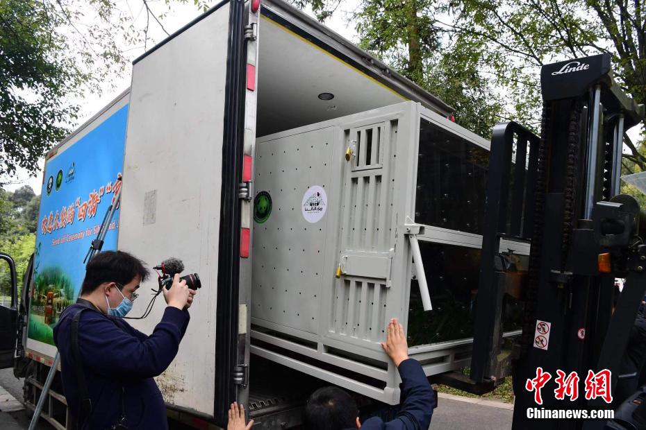 China presenteia Qatar com dois pandas gigantes por conta da Copa do Mundo