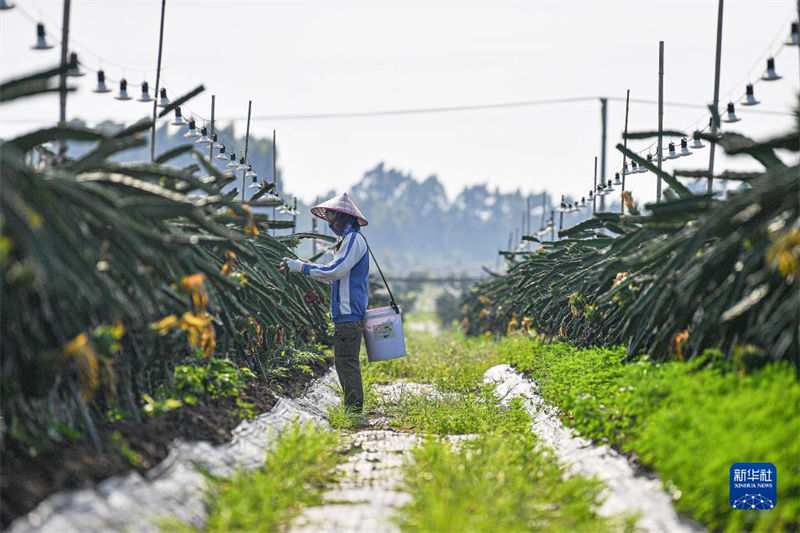 Hainan inicia colheita de frutas do dragão 