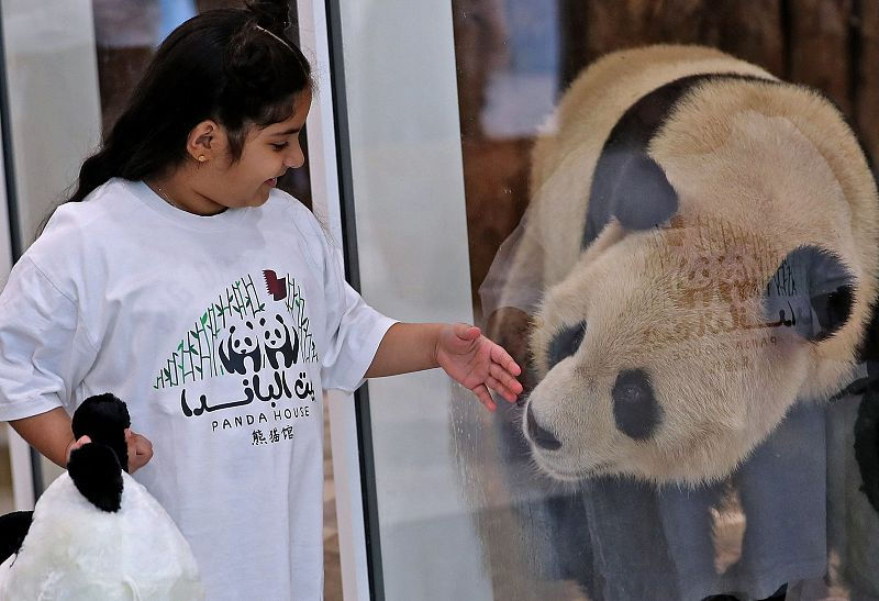 Dois pandas gigantes da China chega ao Catar antes da Copa do Mundo