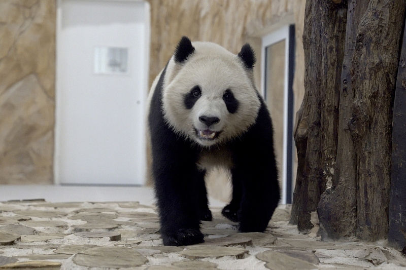 Dois pandas gigantes da China chega ao Catar antes da Copa do Mundo